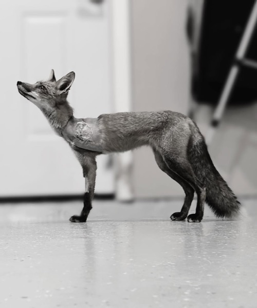 Grit = Traction / Distraction